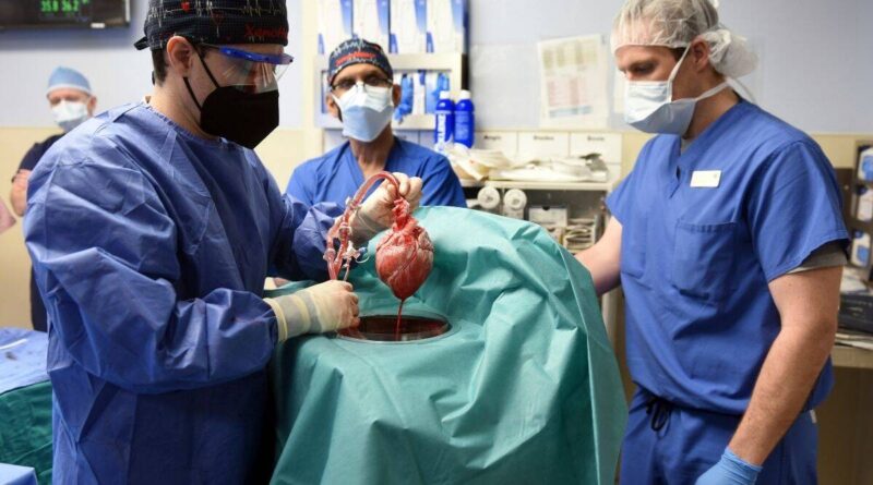 In a first, US surgeons transplant pig heart into human patient