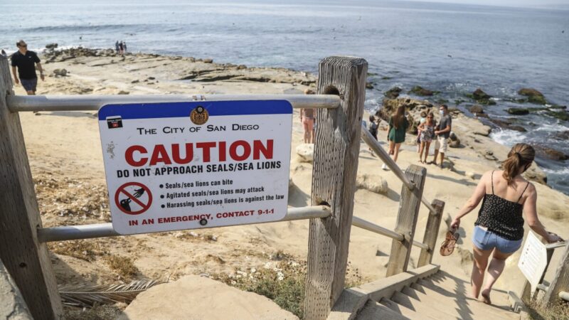 Viral Video: Sea Lions Chase Away Beachgoers in San Diego