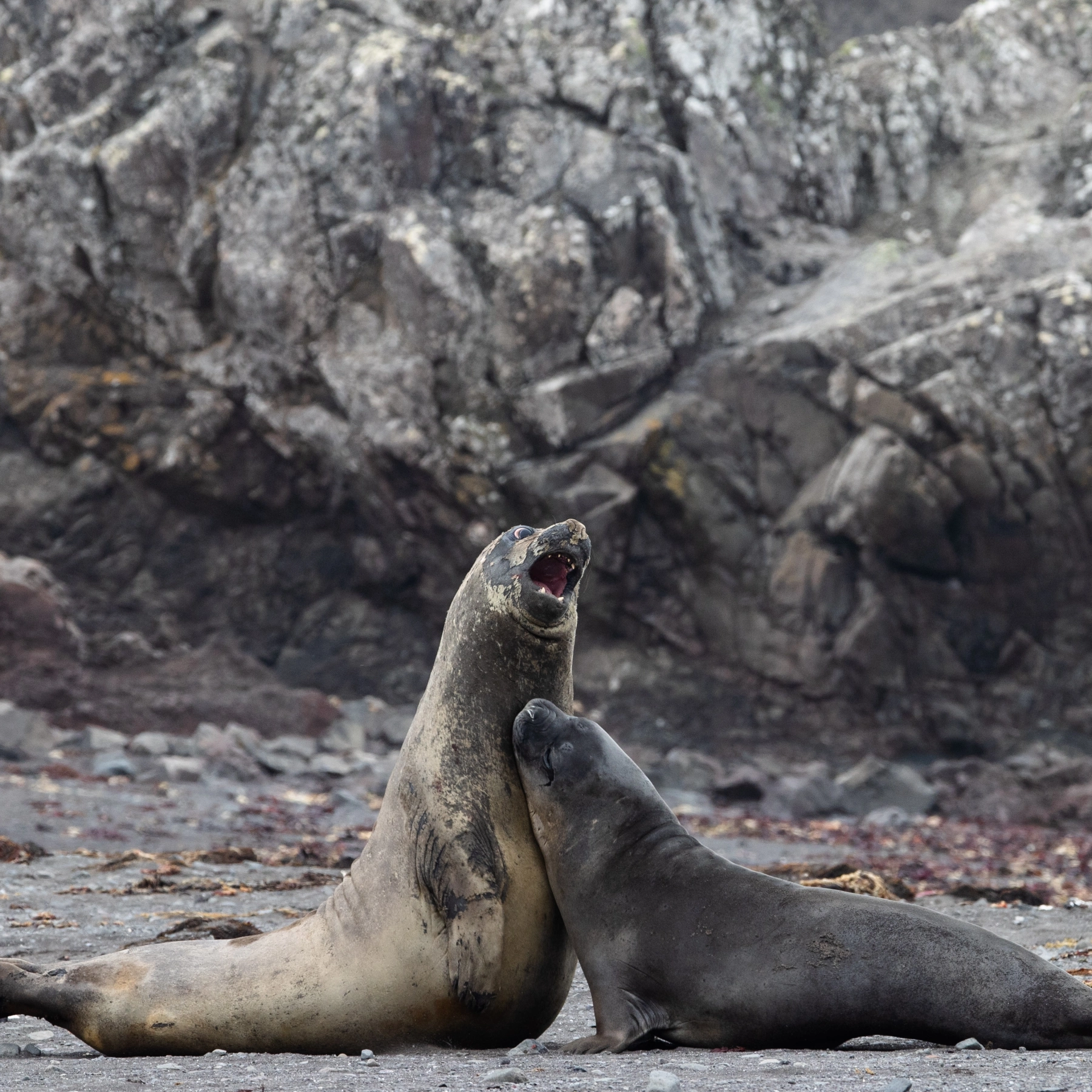 First, It Was 700 Dead Seals. But The Real Number Was 2,500