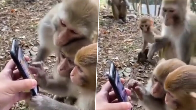 Kiren Rijiju Shares Hilarious Video Of Monkeys Scrolling Through A Smartphone Like Humans