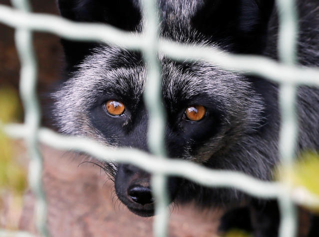 Why ‘lab leak’ proponents are unconvinced by raccoon dog evidence for coronavirus origins